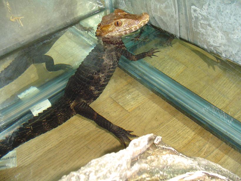 palpebrosus