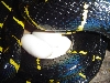 mangrove eggs