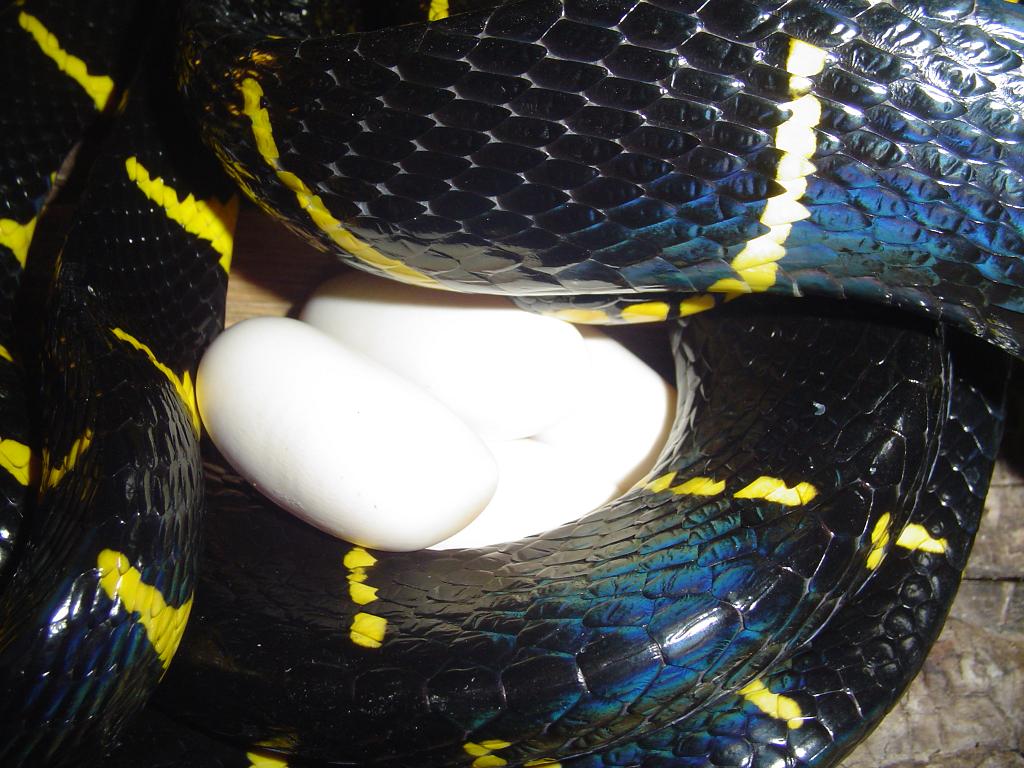 mangrove eggs