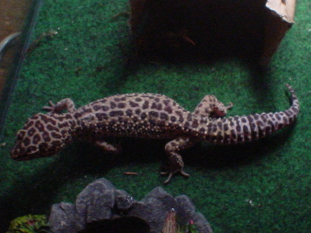 buffy