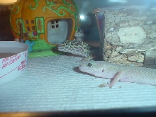 buffy and minime