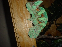chameleon