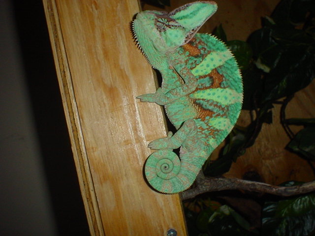 chameleon