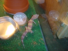 albino