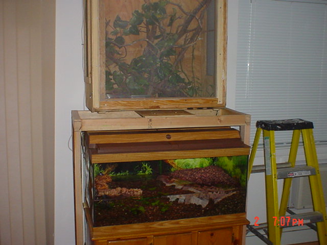 turtle and cham
