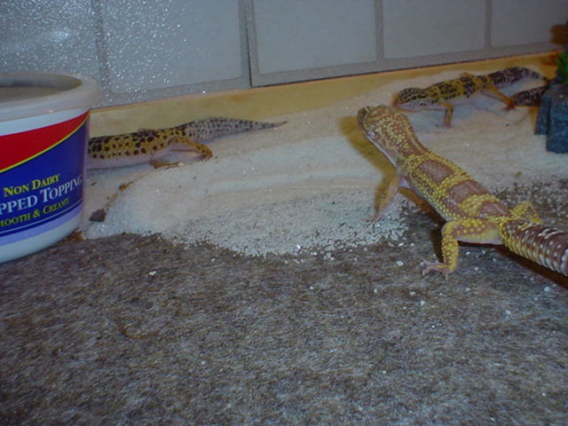 albino