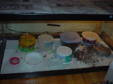 gecko tank
