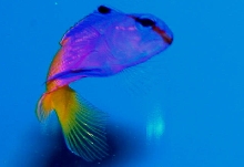 Saltwater - Austin Aquariums