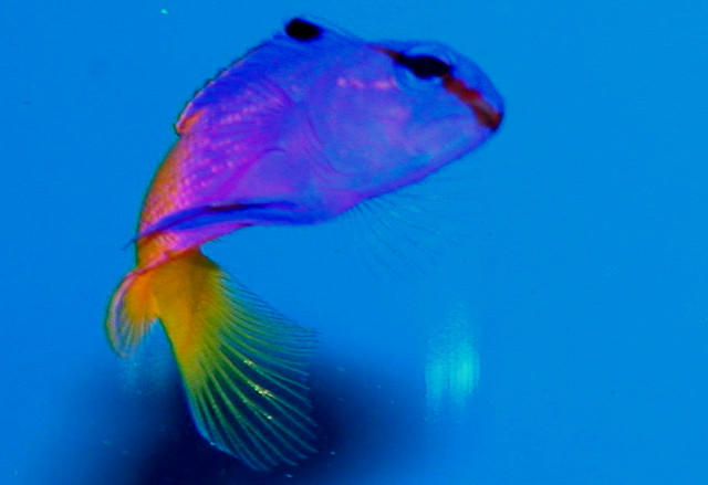 Saltwater - Austin Aquariums