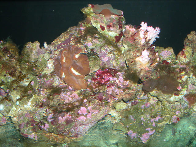 Saltwater Photos