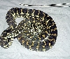 JCPM-1