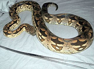 Male Dumeril's Boa