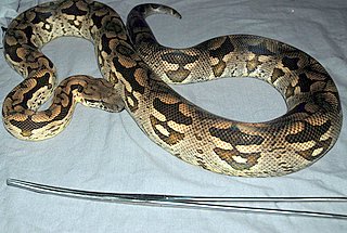 Male Dumeril's Boa