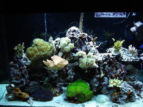 110 salt water reef