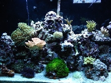 salt water reef