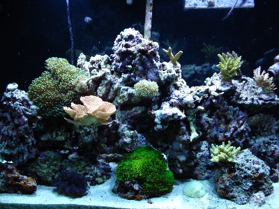 salt water reef