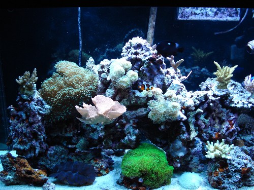 sps tank