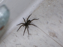 What kind of spider is this?