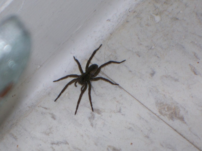 What kind of spider is this?