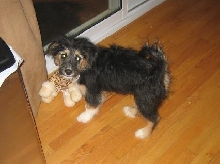 eddie