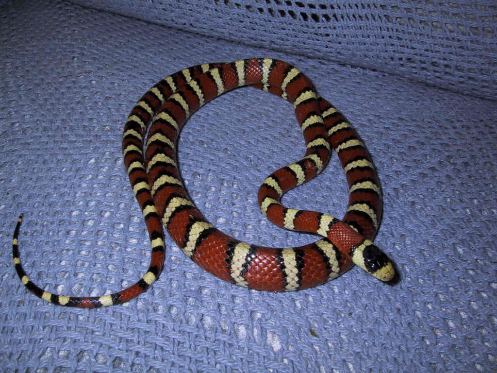 Houdini (funny name for a girl..but she lives up to it)