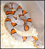Juno Gray Band Female