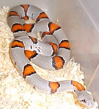 Juno Gray Band Female