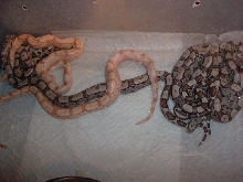 Sharp Albino Arabesque Jungles