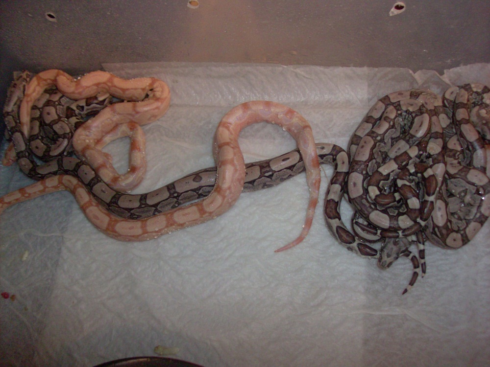 Sharp Albino Arabesque Jungles