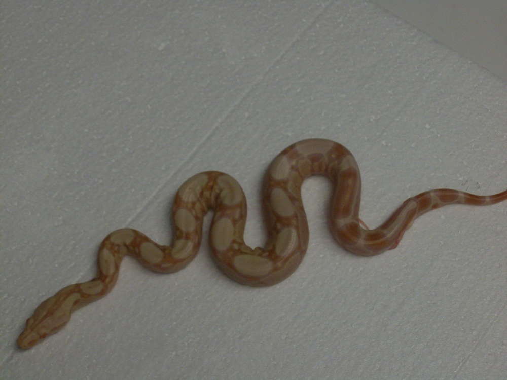 Albino Sharp Jungle