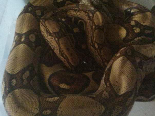Jungle Het BWC and Arabesque Het Sharp courting