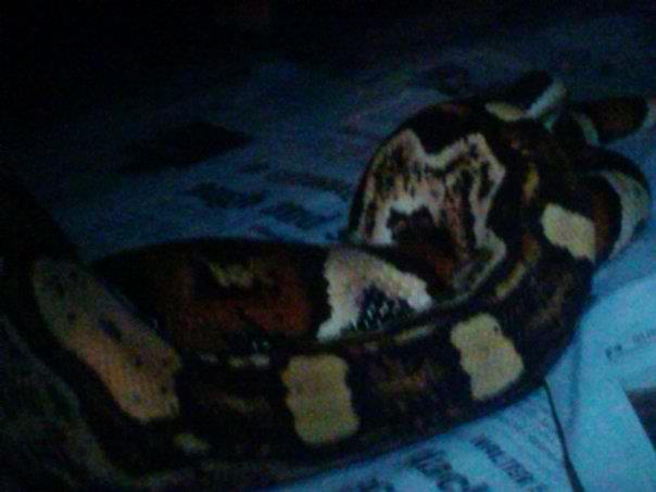 Jungle Het BWC locked up with Arabesque Het Sharp
