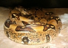 Jungle Het BWC gravid by Arabesque Het Sharp
