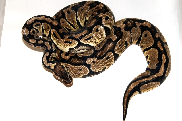 0.1 2008 Pastel 968g