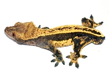 Male full pinstripe
