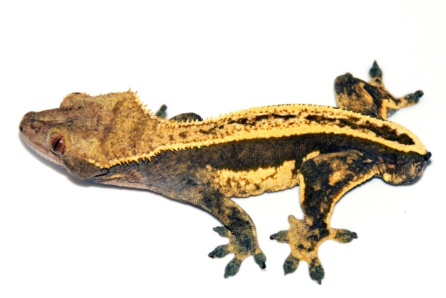 Male full pinstripe
