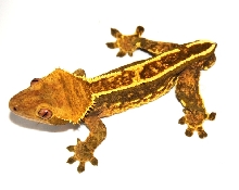 Male 95% pinstripe