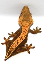 Female full pinstripe - AC Reptiles