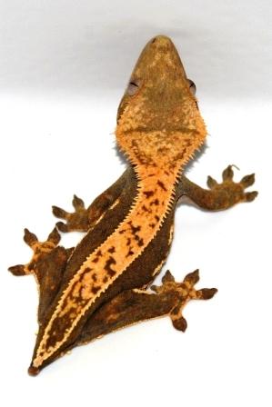 Female full pinstripe - AC Reptiles