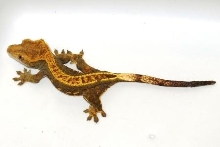 Female full pinstripe - olive