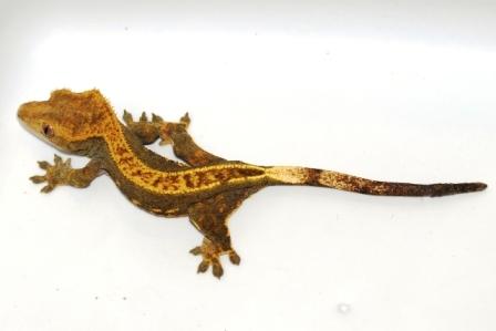 Female full pinstripe - olive