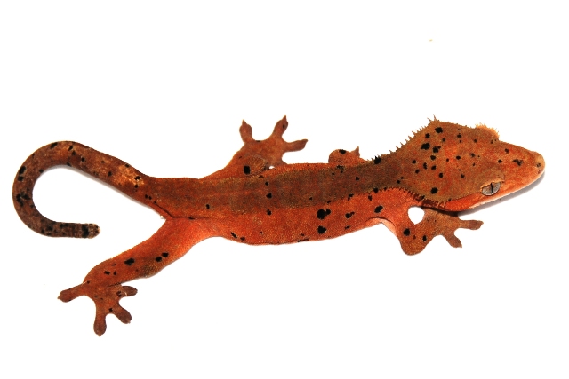 Red Super Dalmatian female