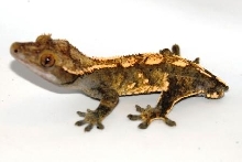 Chocolate Harley male