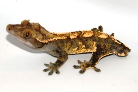Chocolate Harley male