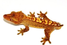 Flame subadult male