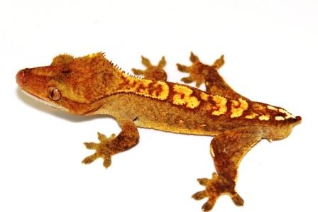 Flame subadult male