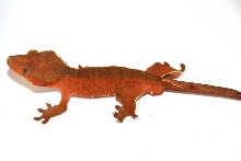Red Male
