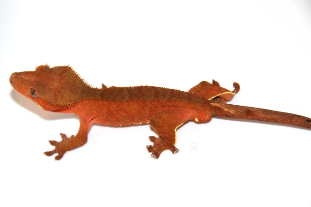 Red Male