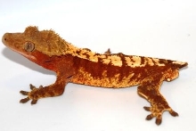 Red Harley Male