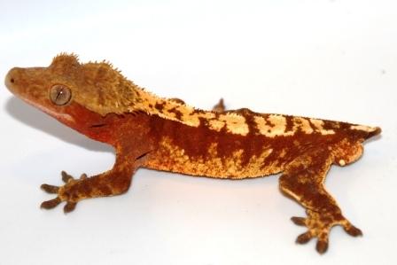 Red Harley Male